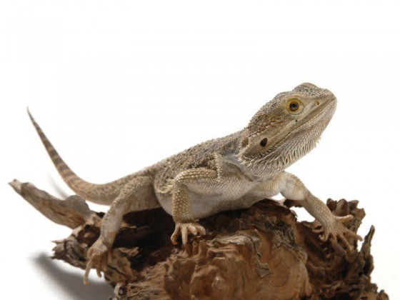 Бородата агама (англ. bearded dragon, бородатий дракон) ящірка