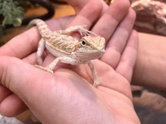 Бородата агама (англ. bearded dragon, бородатий дракон) ящірка