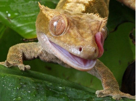 Війковий гекон-бананаїд (англ. Crested gecko або eyelash gecko) ящірка