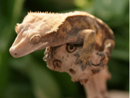 Війковий гекон-бананаїд (англ. Crested gecko або eyelash gecko) ящірка