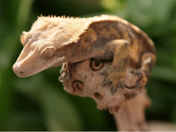 Війковий гекон-бананаїд (англ. Crested gecko або eyelash gecko) ящірка