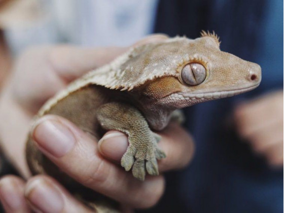 Війковий гекон-бананаїд (англ. Crested gecko або eyelash gecko) ящірка