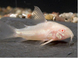 Коридорас Альбінос англ. Albino Catfish