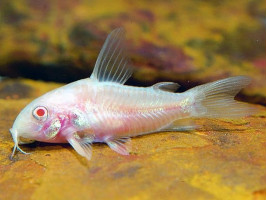 Коридорас Альбінос англ. Albino Catfish