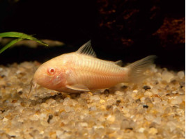 Коридорас альбинос англ. Albino Catfish