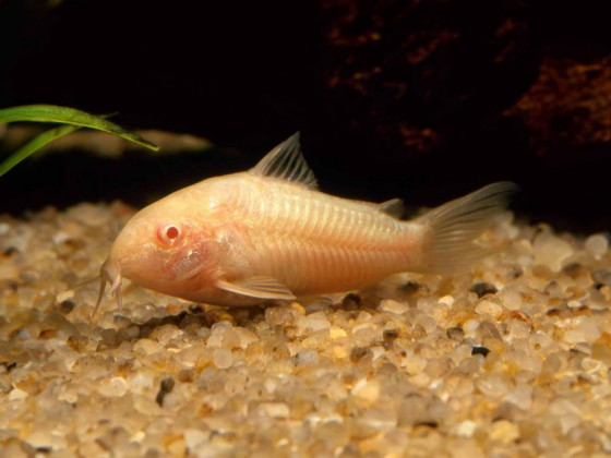 Коридорас альбинос англ. Albino Catfish