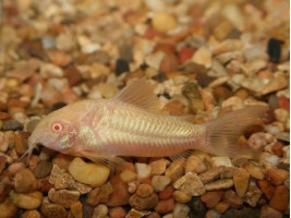 Коридорас альбинос англ. Albino Catfish