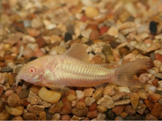 Коридорас альбинос англ. Albino Catfish