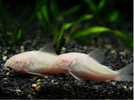 Коридорас альбинос англ. Albino Catfish