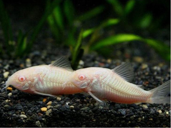 Коридорас альбинос англ. Albino Catfish