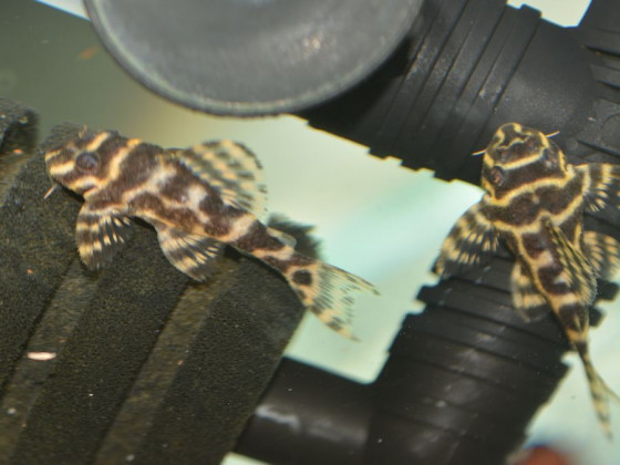 Гипанциструс L333 голд (англ. Hypancistrus sp. L333 gold,  L333 King Tiger Pleco)