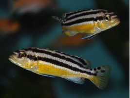 Меланохромис ауратус (melanochromis auratus, англ Golden Mbuna)