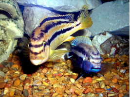 Меланохромис ауратус (melanochromis auratus, англ Golden Mbuna)