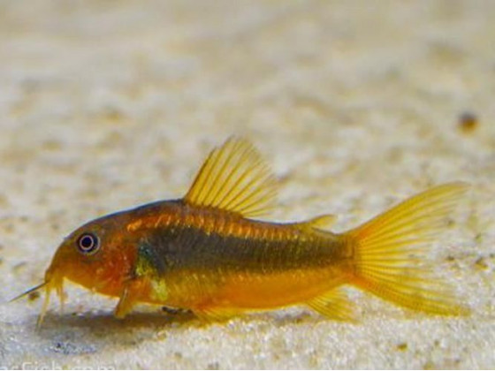 Сомик Коридорас ред Лазер (Cory Red Stripe или Corydoras sp. Red lazer)