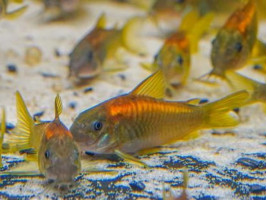 Сомік Коридорас ред Лазер (Cory Red Stripe або Corydoras sp. Red Lazer)