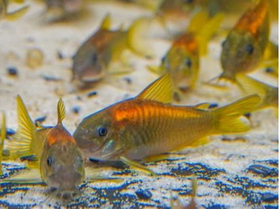 Сомик Коридорас ред Лазер (Cory Red Stripe или Corydoras sp. Red lazer)