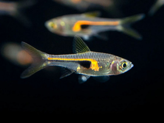 Разбора Хенгеля