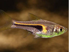 Разбора Хенгеля