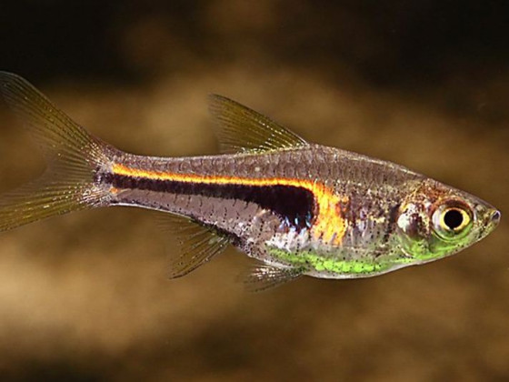 Разбора Хенгеля