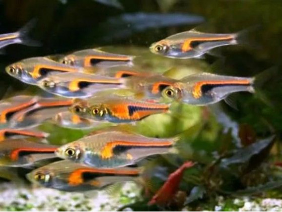 Разбора Хенгеля