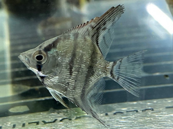 Скалярія смугаста