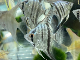 Скалярія смугаста