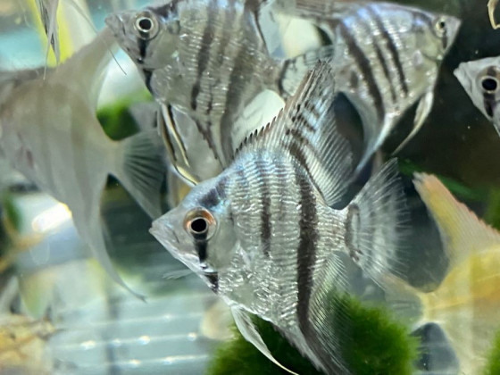 Скалярія смугаста