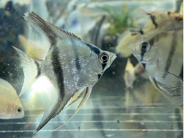 Скалярія смугаста