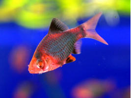 Барбус Glo Fish мшистый красный