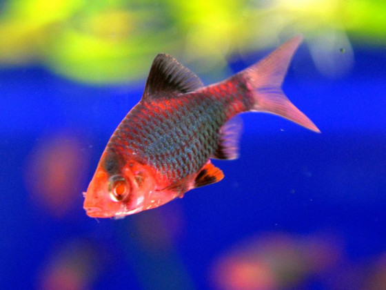 Барбус Glo Fish моховий червоний Барбус Glo Fish моховий червоний