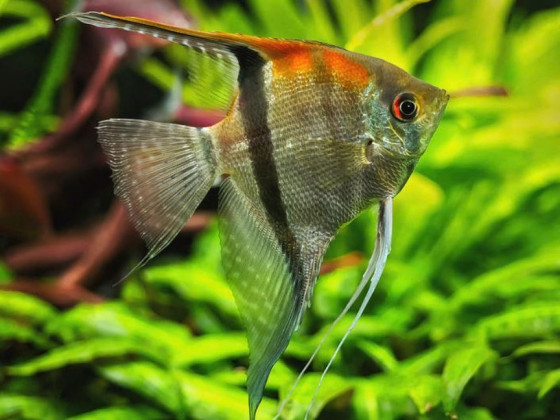 Скалярия Манакапуру