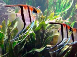 Скалярия Манакапуру