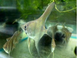 Скалярия Манакапуру