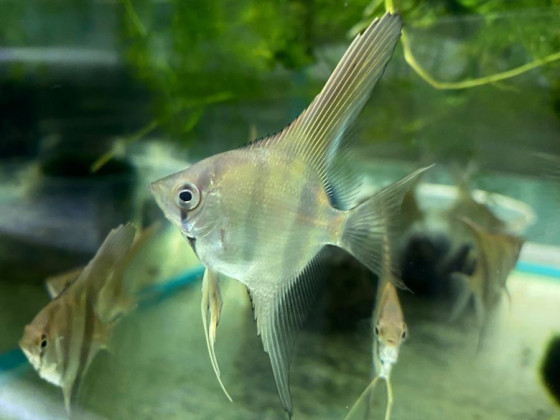 Скалярия Манакапуру