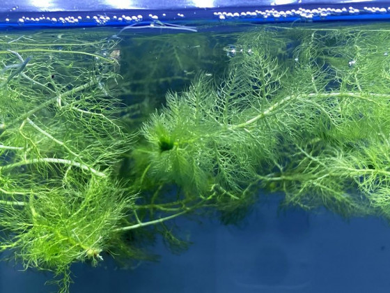 Пузырчатка (Utricularia vulgaris L.)