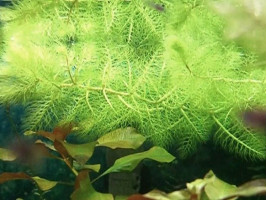 Пузырчатка (Utricularia vulgaris L.)