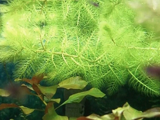 Пузырчатка (Utricularia vulgaris L.)