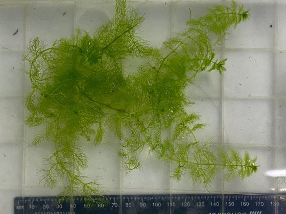 Пузырчатка (Utricularia vulgaris L.)