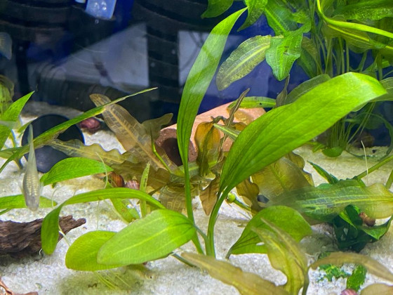 Эхинодорус амазонский