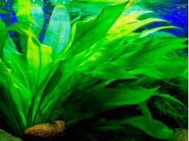 Эхинодорус амазонский