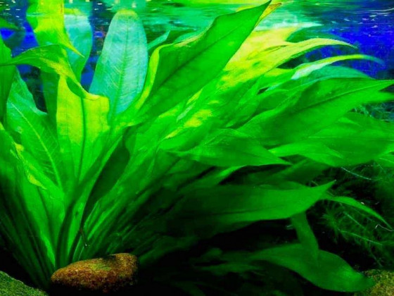 Эхинодорус амазонский