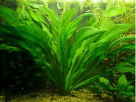 Эхинодорус амазонский