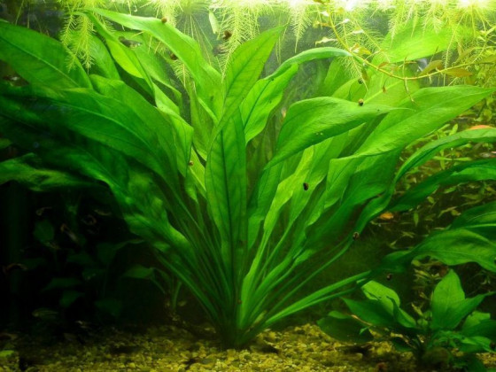 Эхинодорус амазонский