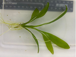 Эхинодорус амазонский