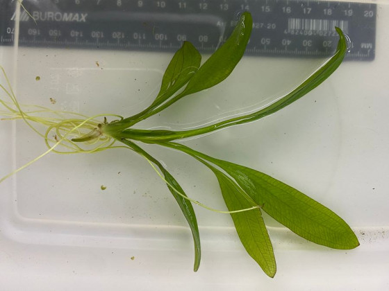 Эхинодорус амазонский