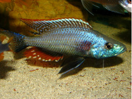 Димидиохромис стригатус