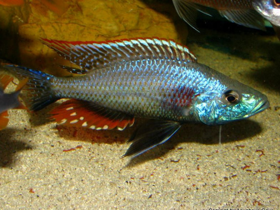 Цихліда Дімідіохроміс стригатус