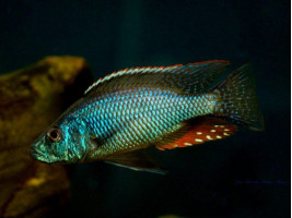 Цихліда Дімідіохроміс стригатус