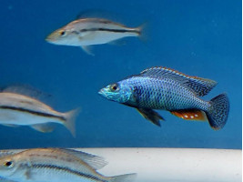 Цихліда Дімідіохроміс стригатус