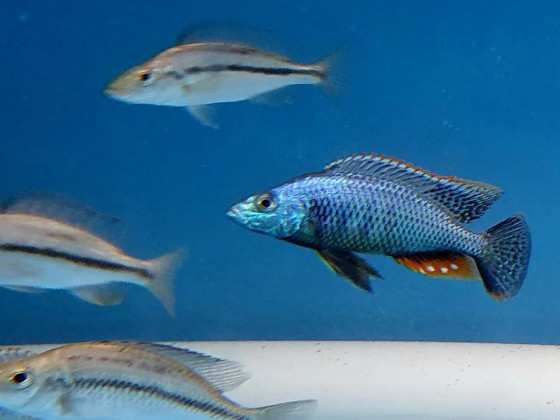 Цихліда Дімідіохроміс стригатус